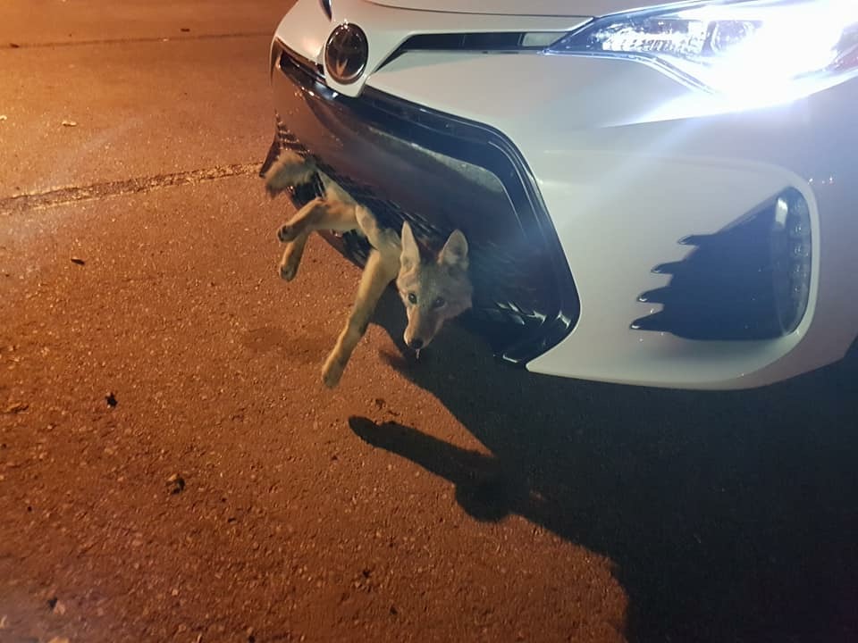 Coyota1.jpg