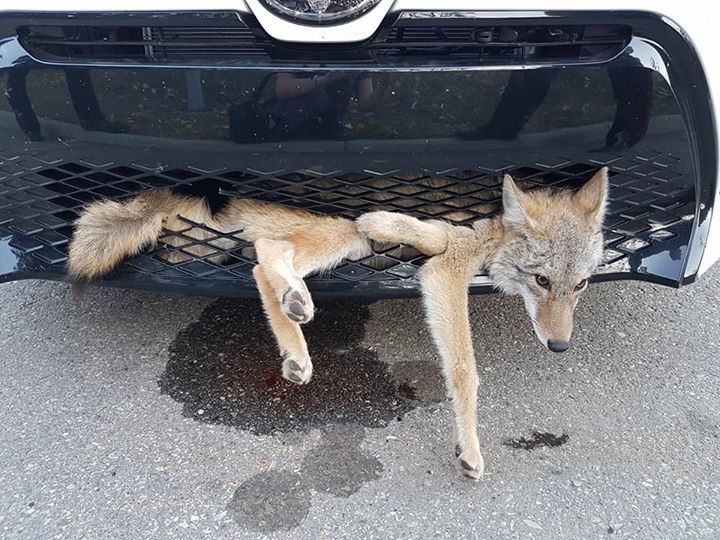 Coyota2.jpg